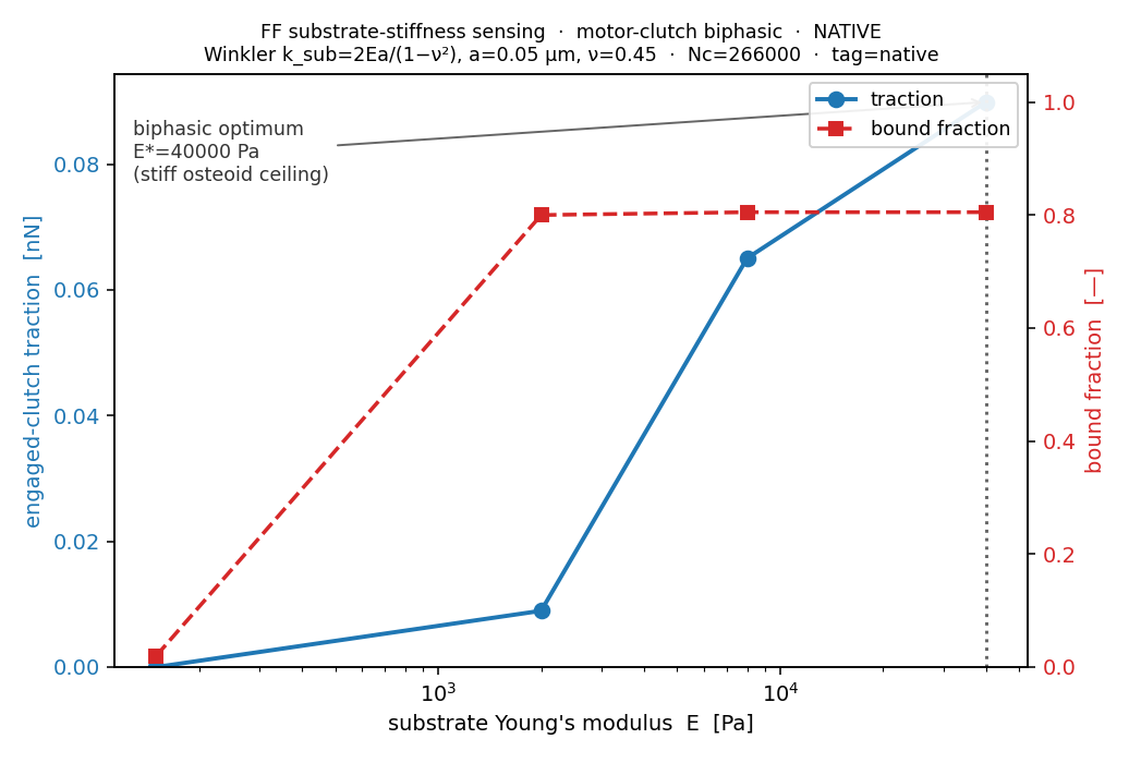 native biphasic stiffness sensing