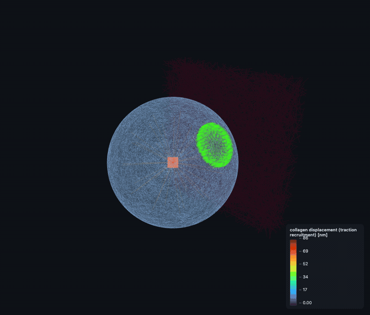 ▶ collagen recruitment / displacement (animated)