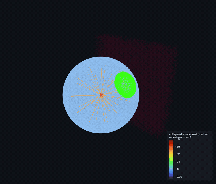 ▶ shape — cortex + MT aster + FA patch gripping the collagen