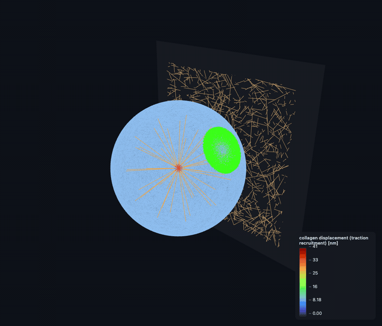 FF cell remodeling a collagen-I matrix