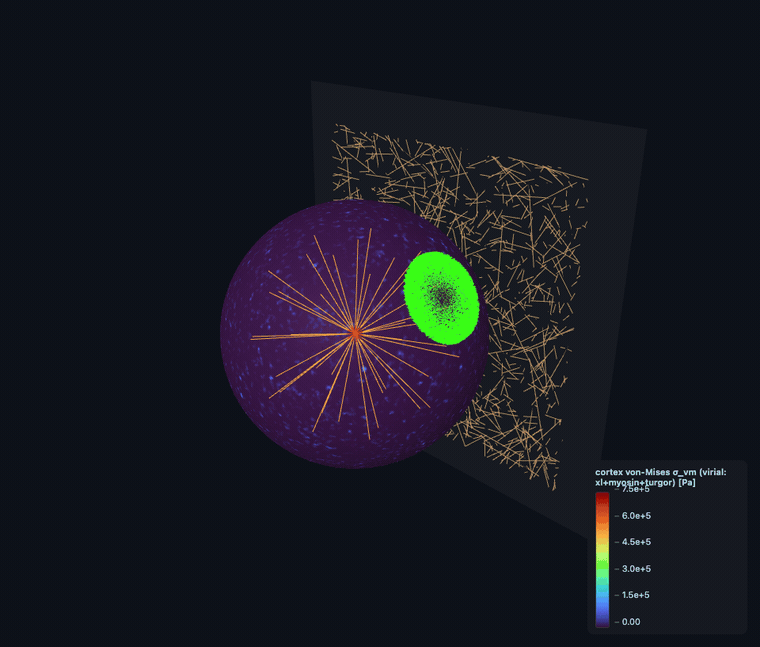 von-Mises stress morph