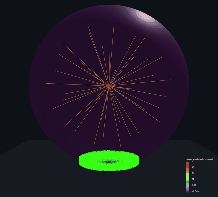areal strain morph