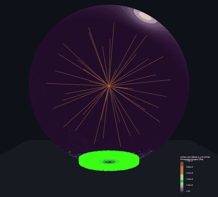 von-Mises stress morph