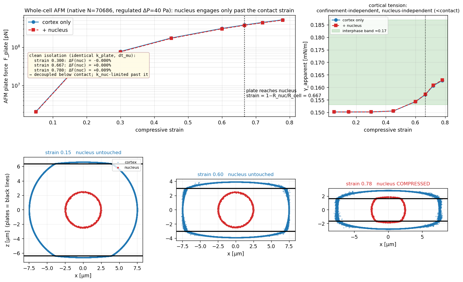 FF whole-cell AFM apparent cortical tension gamma vs compressive strain (native N=70686, regulated dP=40 Pa)