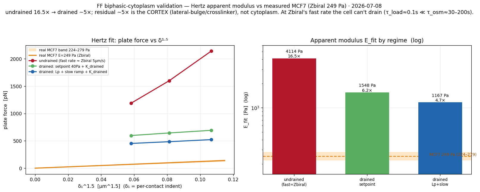 FF biphasic-cytoplasm whole-cell Hertz apparent Young's modulus vs indentation regime